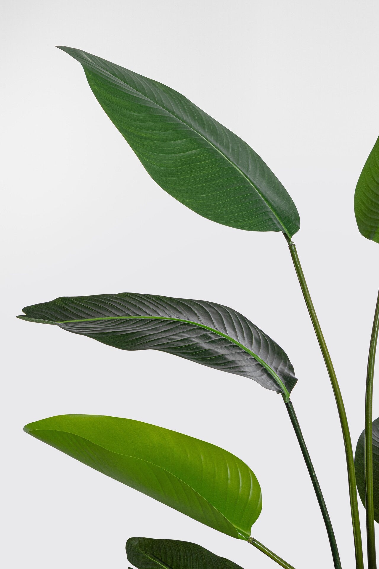 Planta Strelitzia 150cm