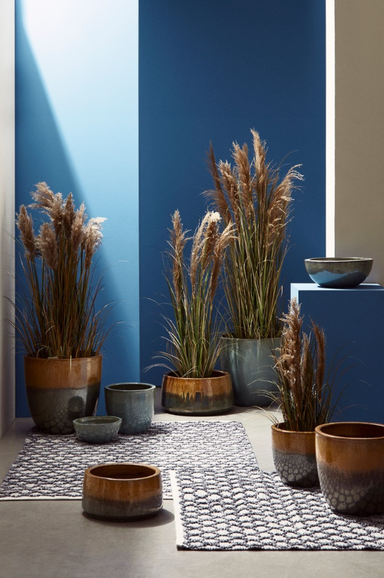 Planta Pampas Austorderia 90cm