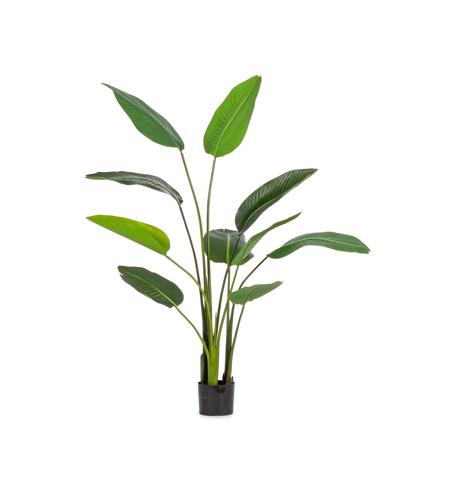 Planta Strelitzia 150cm