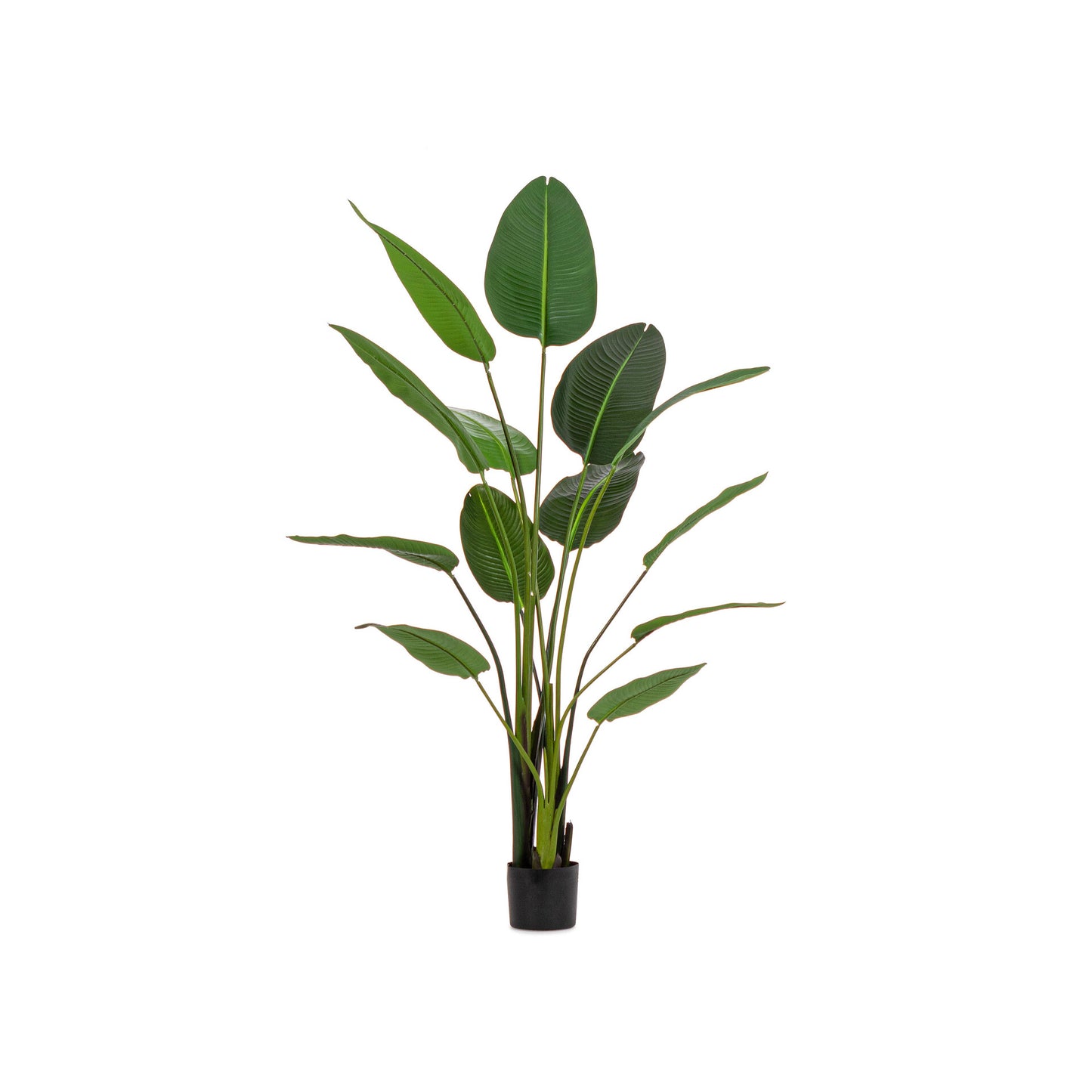 Planta Strelitzia 185cm