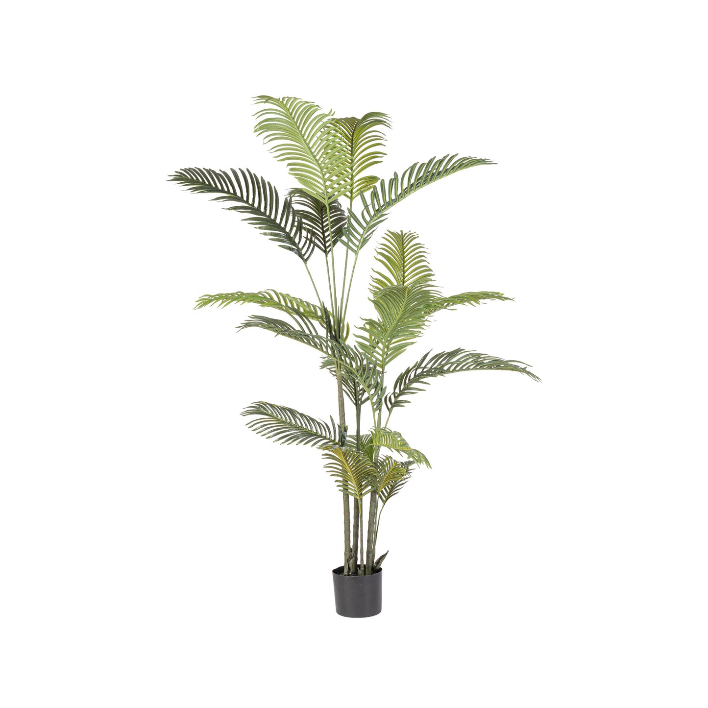 Planta Kenzia 180cm