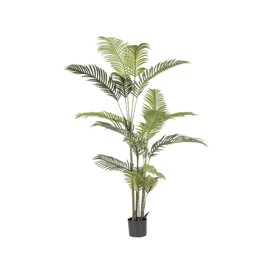 Planta Kenzia 180cm