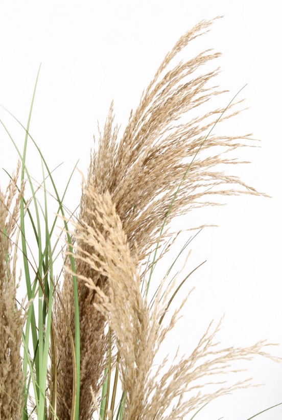 Planta Pampas Austorderia 90cm