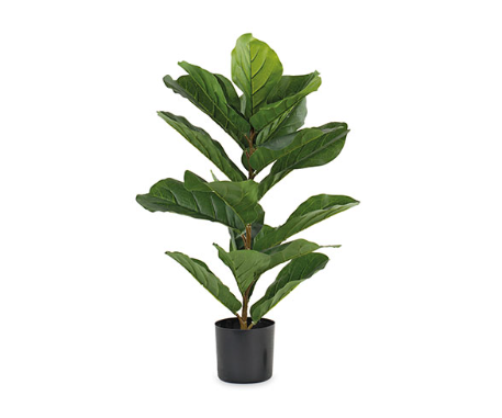 Planta Ficus Lyrata 66cm